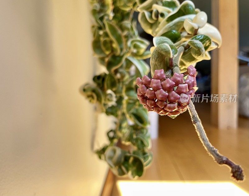 Hoya植物-印度绳- Hoya carnosa compacta